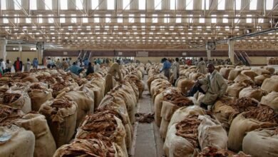 منظمة-الصحة-العالمية:-أوقفوا-زراعة-التبغ-وازرعوا-الغذاء-بدلا-منه