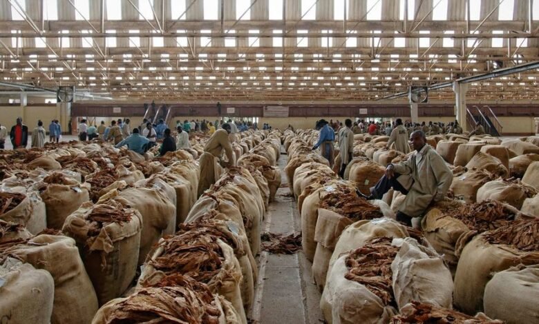 منظمة-الصحة-العالمية:-أوقفوا-زراعة-التبغ-وازرعوا-الغذاء-بدلا-منه